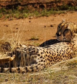 Okonjima Nature Reserve Namibia Cheetah Okonjima Nature Reserve Namibia Cheetah