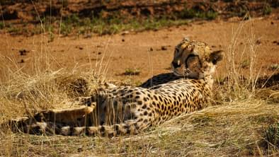 Okonjima Nature Reserve Namibia Cheetah