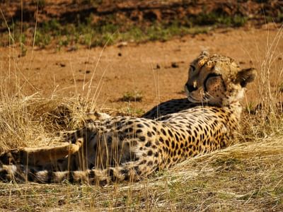 Okonjima Nature Reserve Namibia Cheetah