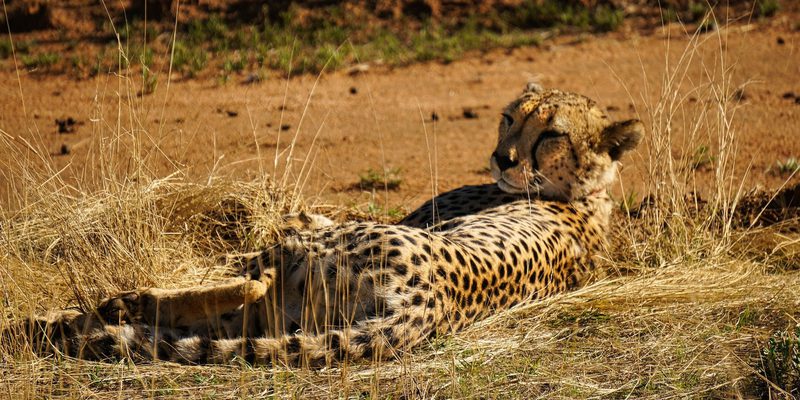 Okonjima Nature Reserve Namibia Cheetah Okonjima Nature Reserve Namibia Cheetah