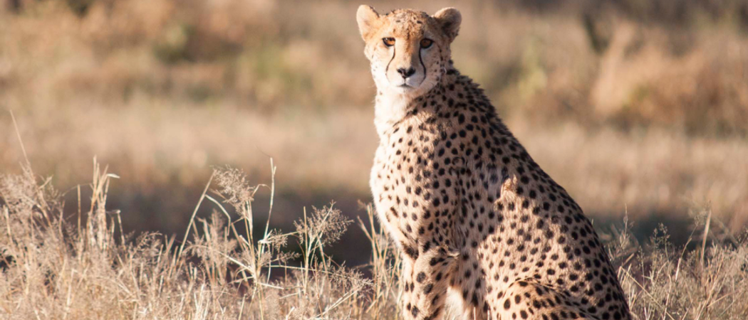 Okonjima Plains Cheetah