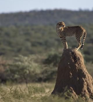 Okonjima Cheetah On Termite Heap - Margo