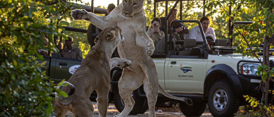 Old Drift Lodge Lions Safari Zimbabwe