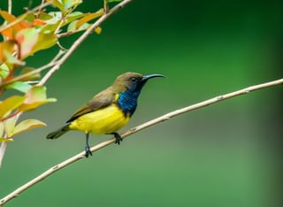 Olive backed sunbird Myanmar Olive backed sunbird Myanmar