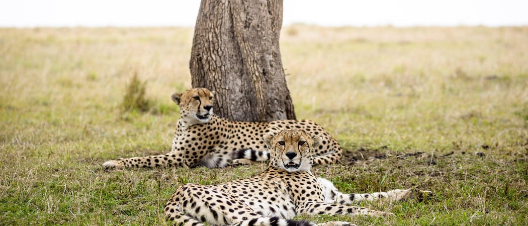 Olonana cheetah