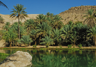 Oman Canva pro Oman Canva pro
