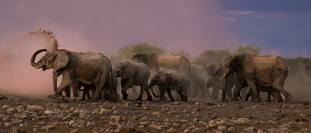 Onguma 95 topaz sharpenonguma wildlife namibia