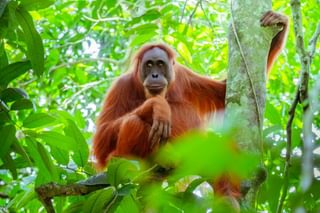 Orangutan Borneo Orangutan Borneo