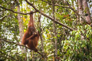 Orangutan eating borneo