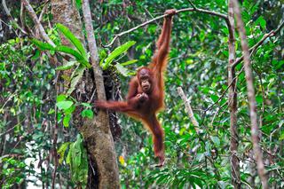 Orangutan swinging borneo