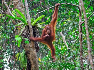 Orangutan swinging borneo Orangutan swinging borneo