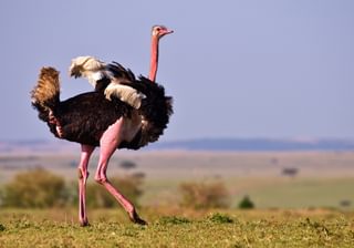 Ostrich Masai Mara 2 Ostrich Masai Mara 2
