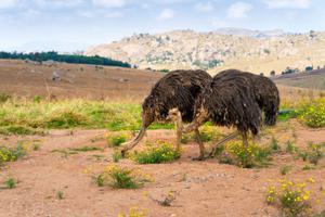 Ostriches at Swaziland Eswatini