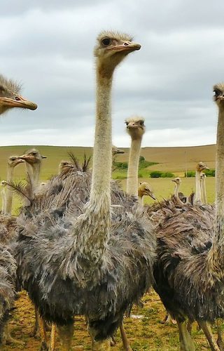 Ostriches