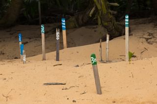 Paulo Turtle Conservation Programme Nest Markers 2018 Principe Paulo Turtle Conservation Programme Nest Markers 2018 Principe