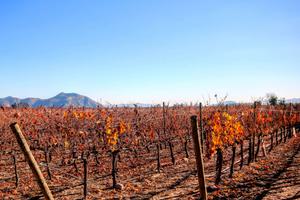 P Irque Maipo Valley Chile min P Irque Maipo Valley Chile min