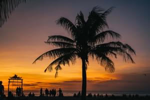 Palm tree Seminyak beach Bali Indonesia min