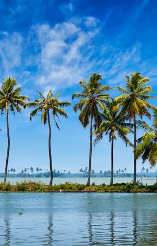 Palm Trees On The Kerala Backwaters