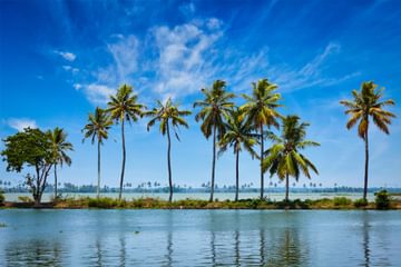 Palm Trees On The Kerala Backwaters Palm Trees On The Kerala Backwaters