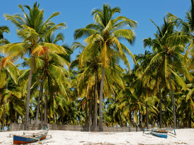Pangane Beach Mozambique Canva Pro Pangane Beach Mozambique Canva Pro