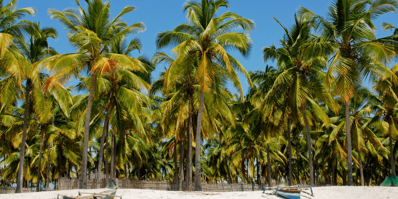 Pangane Beach Mozambique Canva Pro Pangane Beach Mozambique Canva Pro