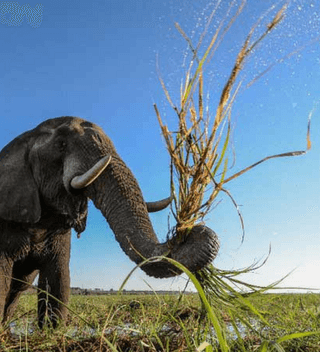 Pangolin Chobe Hotel Elephant On Safari