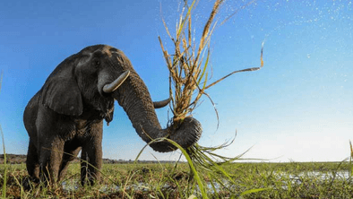 Pangolin Chobe Hotel Elephant On Safari