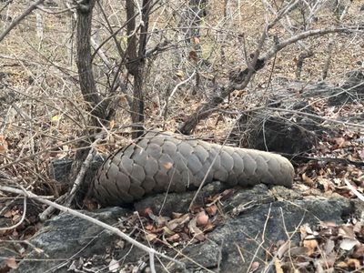 Pangolin Pangolin