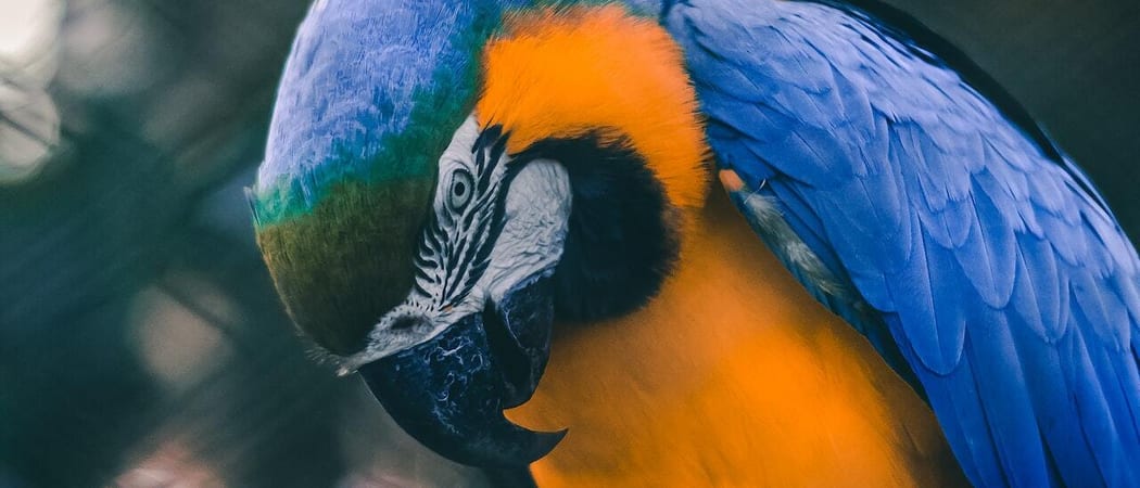 Pantanal Parrot Brazil