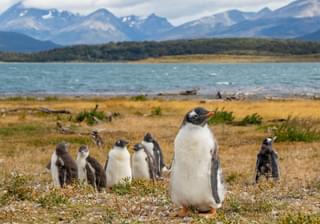 Papua Penguins at Martillo Island Ushuaia Tierra del Fuego