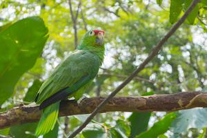 Parrot Colombia Parrot Colombia