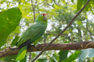 Parrot Colombia