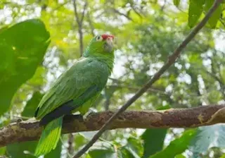 Parrot Colombia
