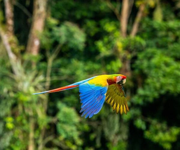Parrot Costa Rica