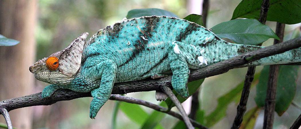 Parsons  Chameleon  Jialiang  Gao Madagascar