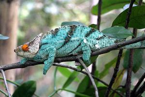 Parsons Chameleon Jialiang Gao Parsons Chameleon Jialiang Gao