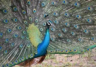 Peacock Yala National Park Sri Lanka min