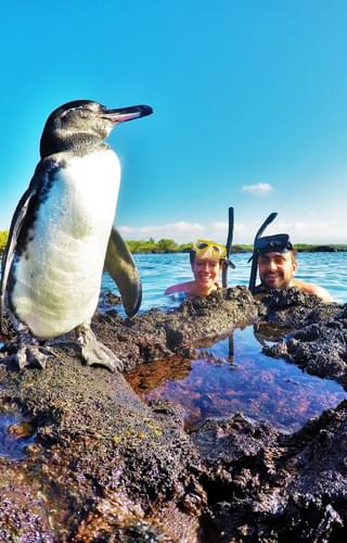 Penguin In Galapagos