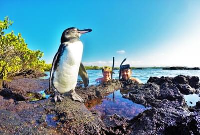 Penguin In Galapagos