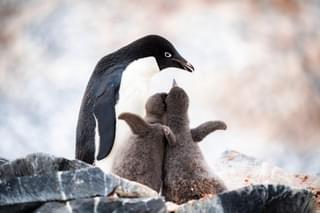 Penguin with chicks Antarctica min