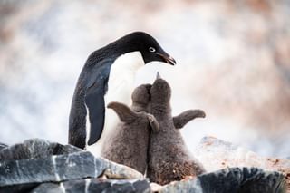 Penguin with chicks Antarctica min Penguin with chicks Antarctica min