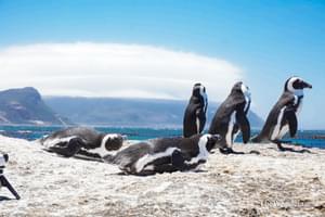 Penguins  Cape  Town