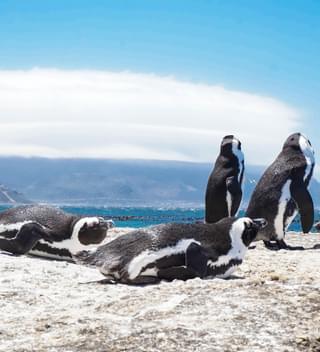 Penguins Cape Town