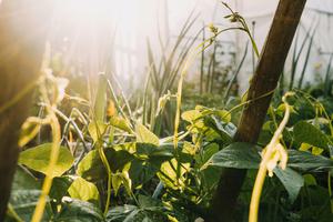Permaculture garden min Permaculture garden min