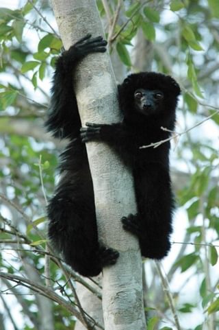 Perriers Black Sifaka 2018 Perriers Black Sifaka 2018