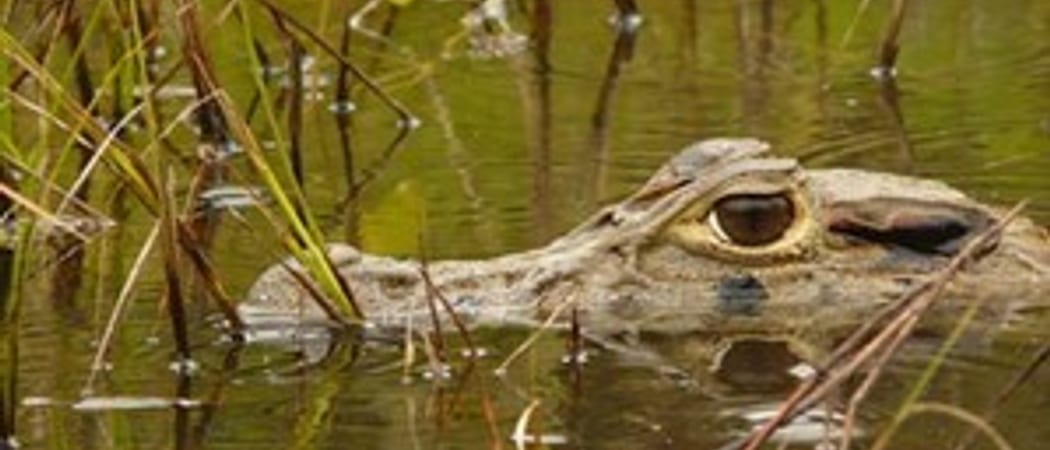 Peru Day15 crocodile