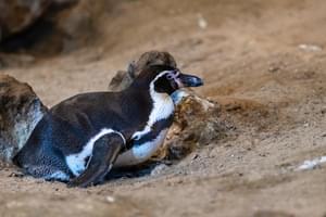Peru Humboldt penguin
