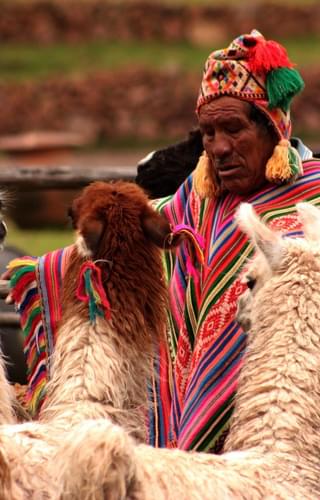 Peru local llama
