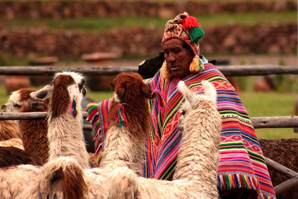 Peru local llama Peru local llama