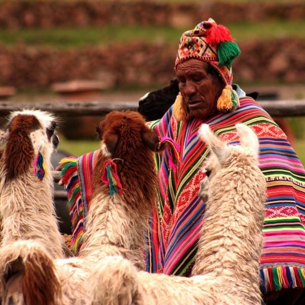 Peru local llama